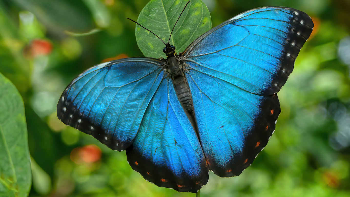 papillon - guyane