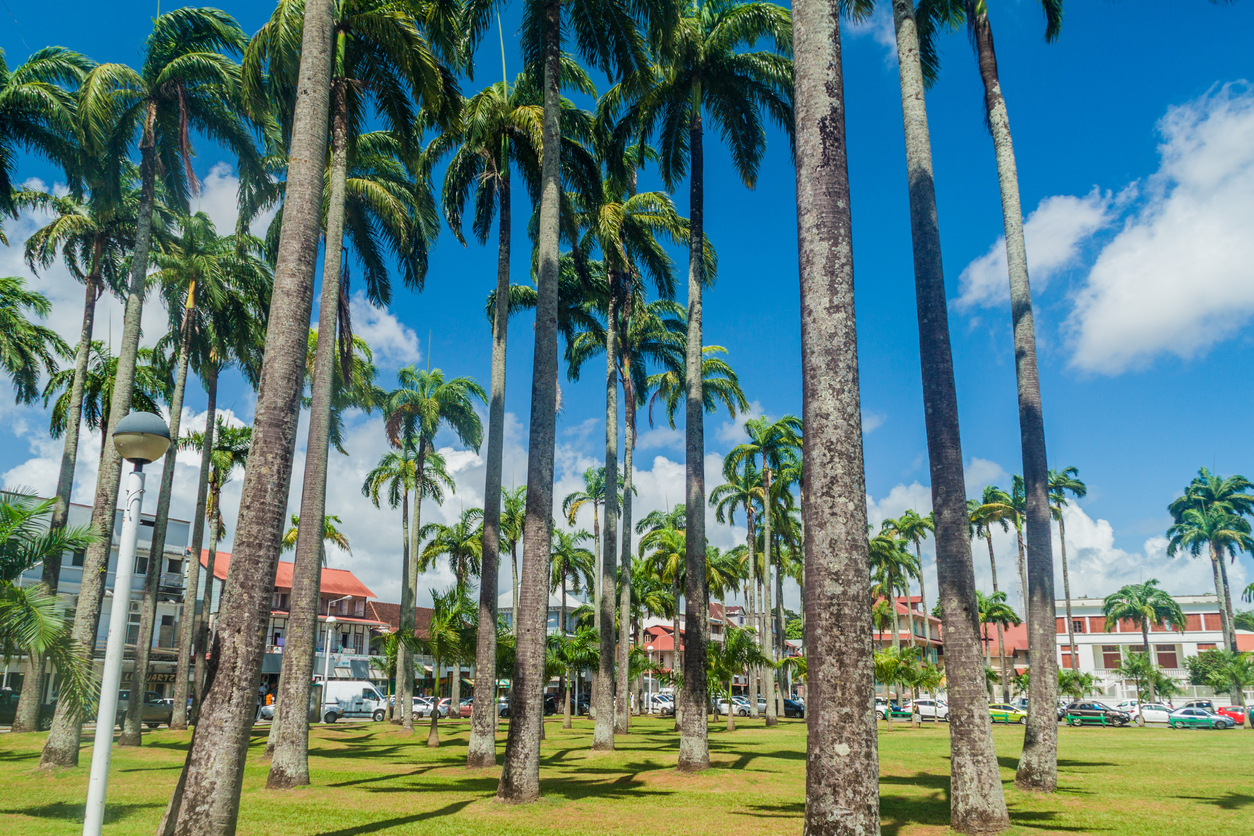 guyane - place des palmiers