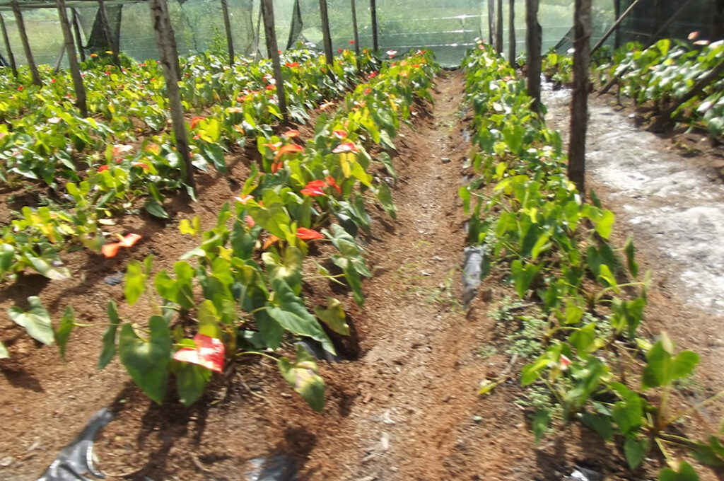 agriculteur fermier salade