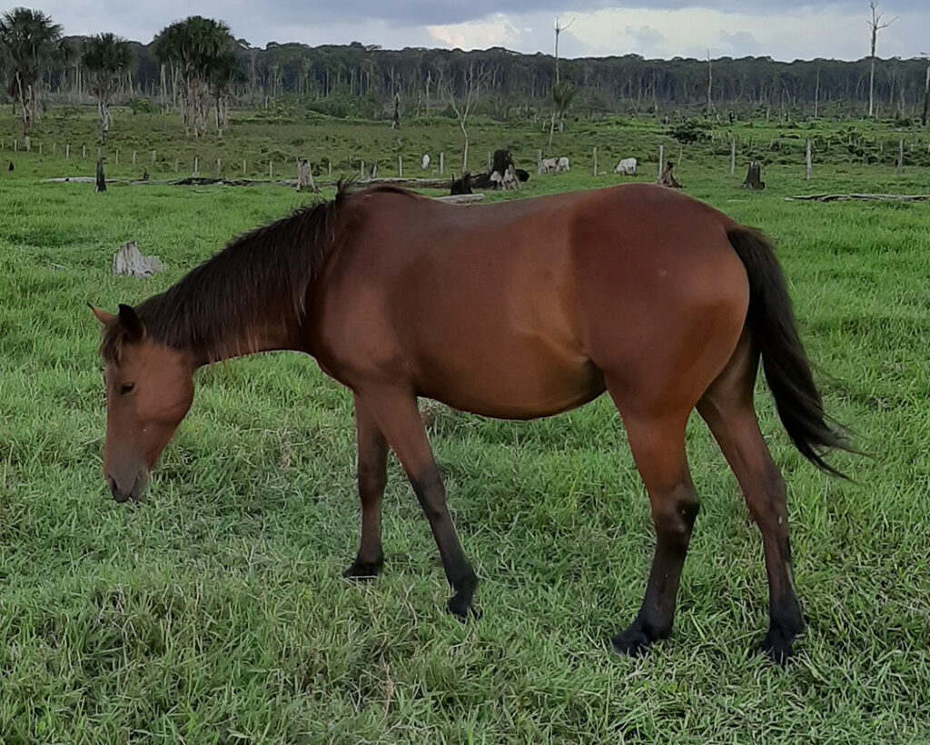 jument cheval agriculteur