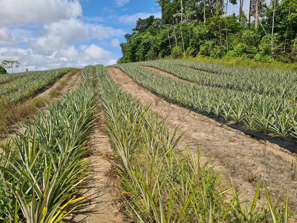 plantation semi guyane