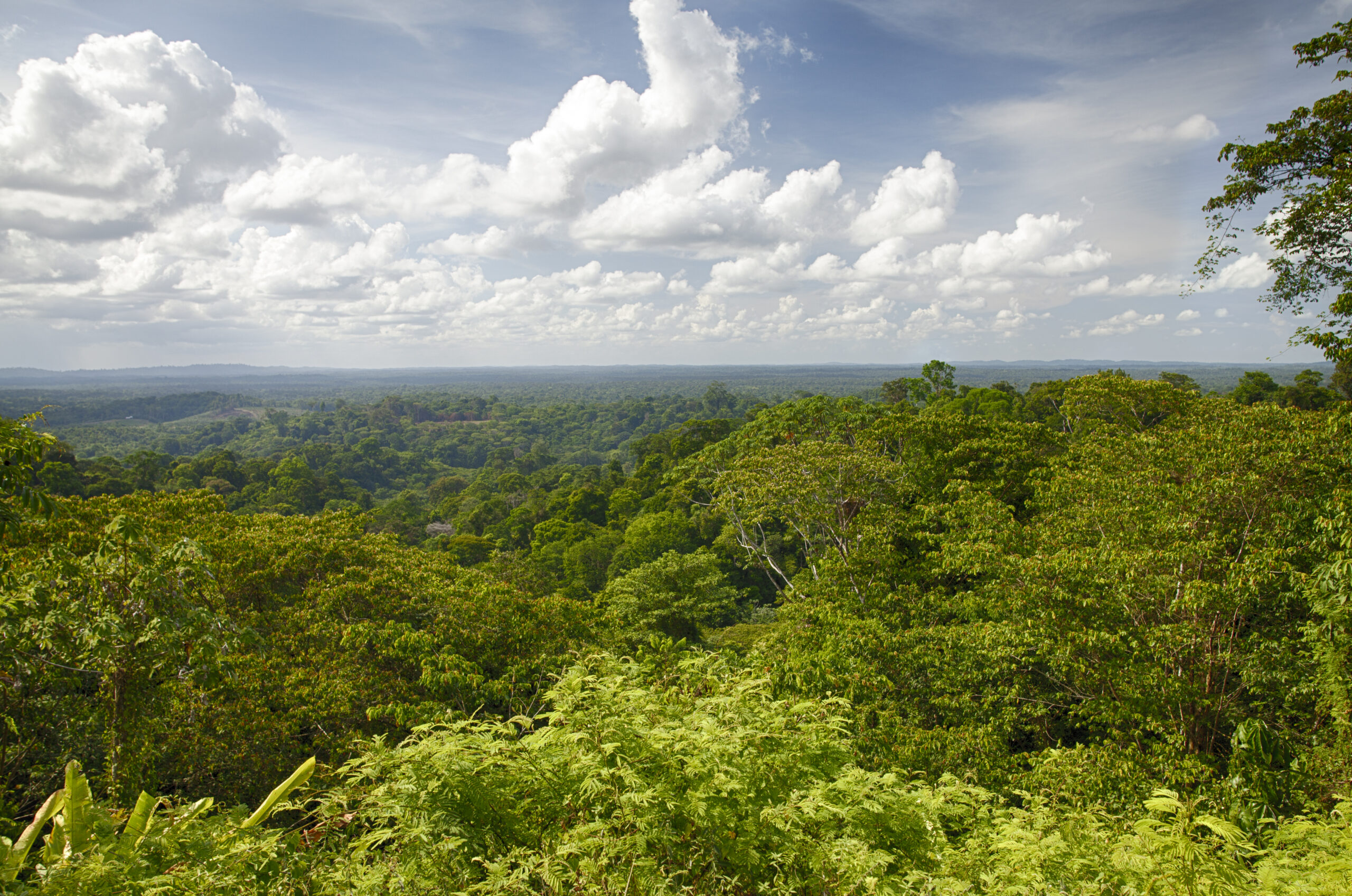 guyane - cacao